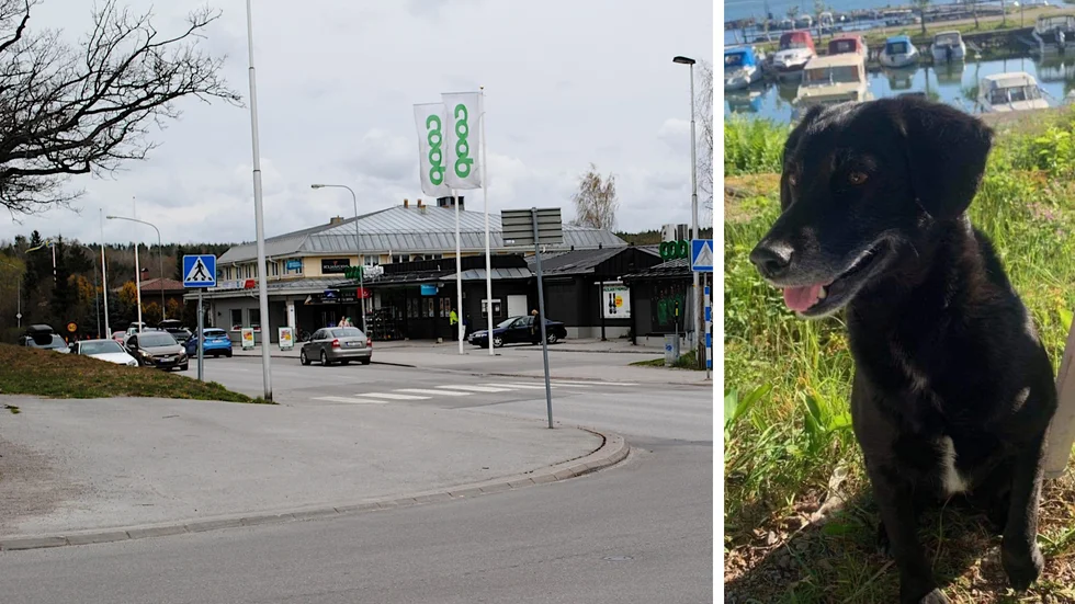 Cita var både en jakthund och en kär familjemedlem. "Vi har fyra barn som älskade henne", säger Jennifer, matte.