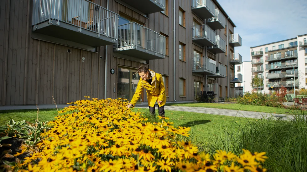 Somliga tar vara på tillgängligt vatten typ regnvatten, som detta bostadsområde i Uppsala.