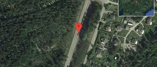 Får på vägen på väg 56