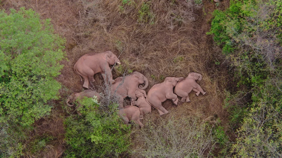 Bilder på de vilande elefanterna, inte långt från miljonstaden Kunming, har lyft den vandrande flockens stjärnstatus.