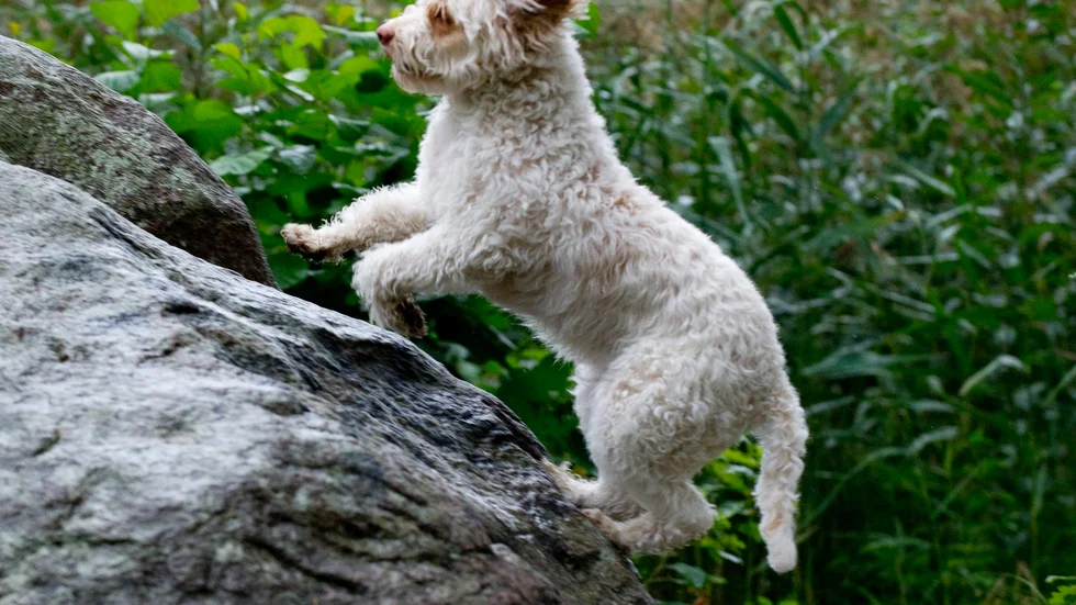 En hund, av rasen Lagotto, sköts ihjäl med ett hagelgevär. Nu åtalas mannen som avlossade skotten. Hunden på bilden har ingenting med händelsen att göra.