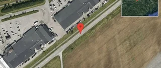 Älg på vägen på väg 900
