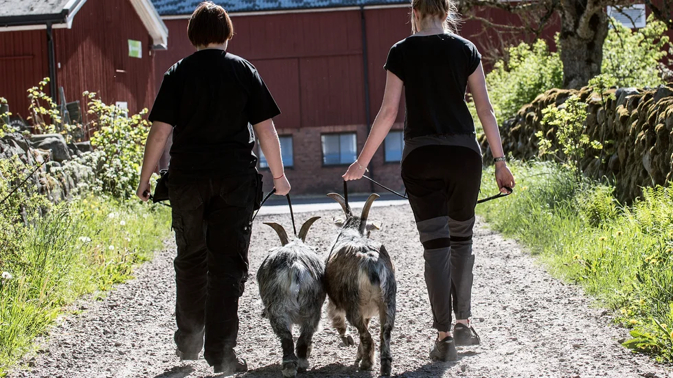 Det gröna näringslivet skriker efter utbildad arbetskraft och där kommer naturbruksgymnasierna in, skriver debattörerna. 