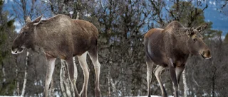 Längre sammanhängande jaktsäsong minskar viltskadorna