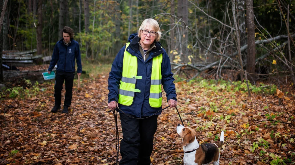 I veckan har länsstyrelsen tagit hjälp av sökhundar för att kartlägga hur stor utbredningen av svarthuvad snigel är i Uppsala län. På torsdagen var de i Marma i Älvkarleby kommun.