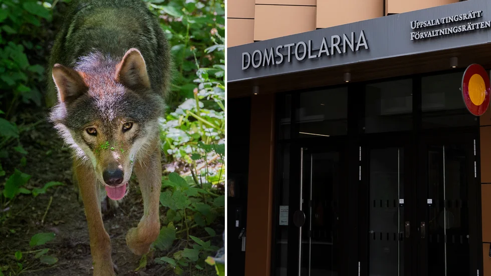 Ett vargskinn som lades ut till försäljning på nätet leder till åtal vid Uppsala tingsrätt.