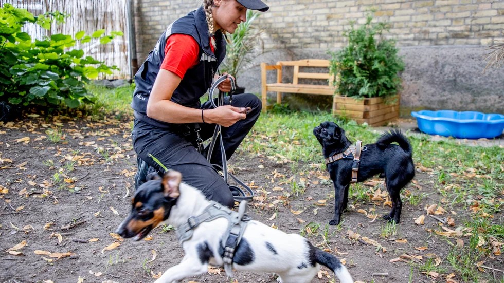 Amanda Skarstedt som är dagisfröken på Göteborgs hunddagis uppger att söktrycket ökat. "Vanligtvis gör vi inskolningar med två hundar per vecka, men nu är det högtryck så vi har tagit in extra personal och har fyra-fem hundar på inskolning samtidigt", säger hon.