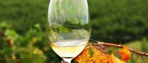 Vin: Fräscha sommarviner bland juninyheterna