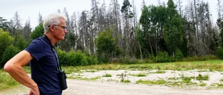 Insekten orsakar skador – för mångmiljardbelopp • "Kan ta många år innan det är säkert"