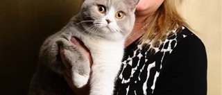 "Viktigt att välja rätt sorts katt"