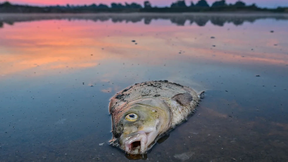 Hundratals ton av döda fiskar, snäckor, musslor och alger flyter omkring i floden Oder vid den tysk-polska gränsen.