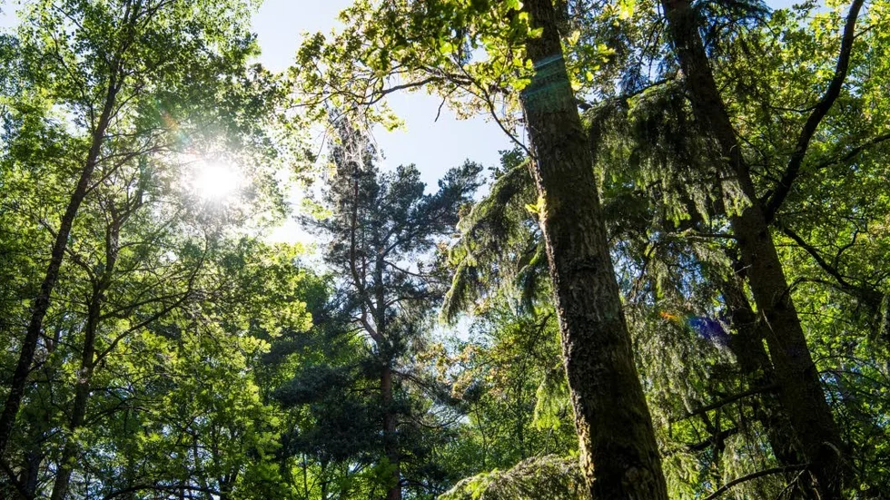 I den svenska skogen lever idéer som påminner om löntagarfonderna.