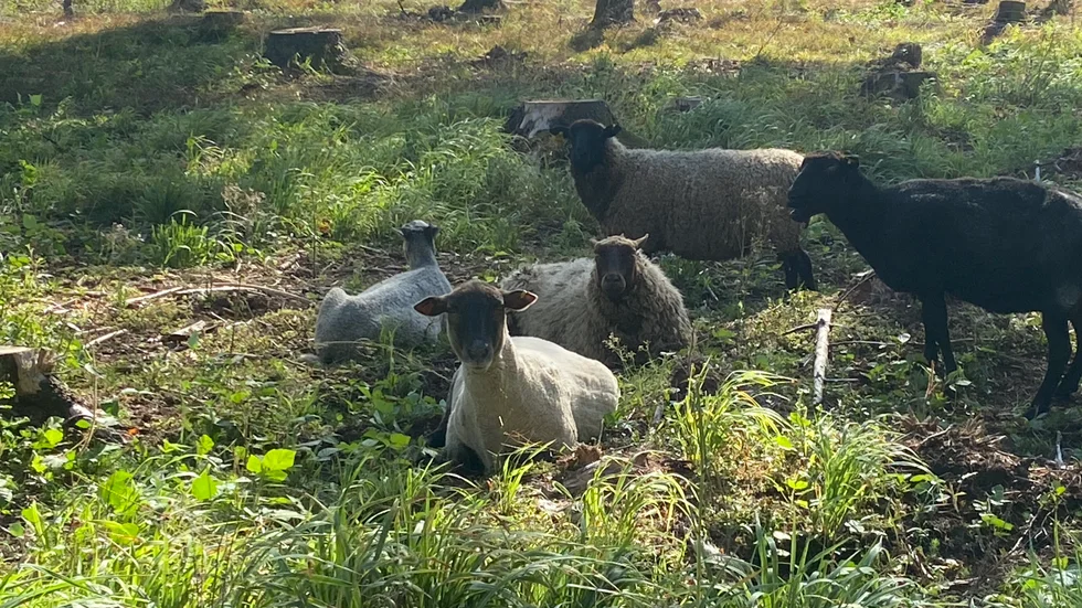 Den 12 april beslutade kommunfullmäktige att bilda Örstigsnäs naturreservat och sedan ett par veckor tillbaka finns får i reservatet.   