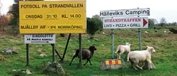 Välkommen till Strandvallen IFK Norrköping