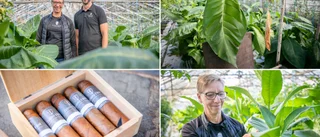 Succé och rekordskörd – nu växlar cigarrmakaren upp • ”Målet är att rulla 15 000 cigarrer om året”