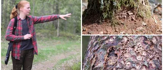 Så ser du att det är granbarkborrar • Agera i tid och rädda fler träd