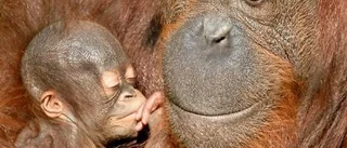 Orangutang