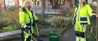 Här är hundskit ett arbetsmiljöproblem – parkarbetare i Trosa: "Ingen vill kravla runt i hundbajs"