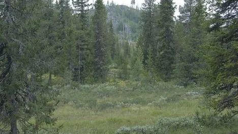 Arvidsjaur kan komma att få åtta nya naturreservat, enligt ett förslag från länsstyrelsen. Kommunledningen är dock tveksam. (Arkivbild)