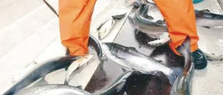Ökat stöd till yrkesfisket