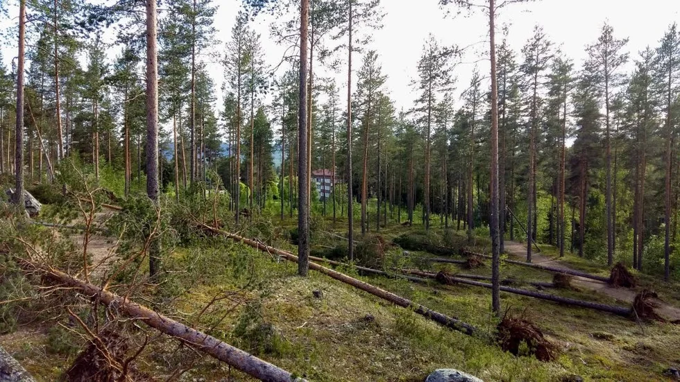 Skogsskador. Stormen har ställt till med stora skogsskador för många, men i de flesta fall får rotvältorna ligga fram till sensommaren.