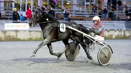 lyckades. Born to Walk Alone med Mauri Jaara, i V5-4, har haft en tung skadeperiod bakom sig men visade gryende form under gårdagen.Foto: Jens Bäckströ
