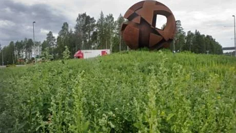 NYTT IRRITATIONSMOMENT. I den stora rondellen mellan Notviken och Notvikens industriområde härskar konstutsmyckningen som i folkmun kallas Rostbollen. Det råder delade meningar om konstverkets skönhetsvärde och många tycker att bollen ser förskräcklig ut men i rondellen finns numera någonting annat som irriterar ännu mer - massor av högt och burrigt ogräs.