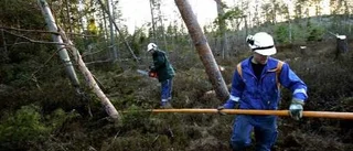 Orkanen Gudrun blir SVT-serie
