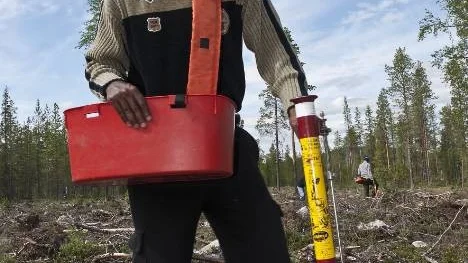 Där ska plantan sitta. Abdisatan Abdulkadir Omar ser till att nya träd kommer upp på hygget utanför Renvallen.