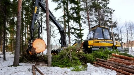 Ungefär en tredjedel av ungtallskogen i Tornedalen är smittade av törskaterost.