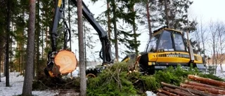 Skogen hotas av svampangrepp