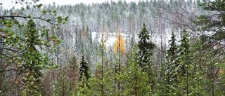 Sveaskog tillåts fortsätta gödslingsförsök