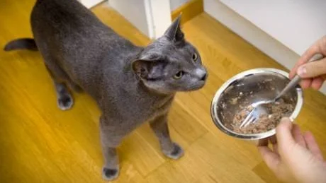 HÅLL FORMEN. Var noga med att ge katten rätt foder, då kan den gå ner i vikt utan att behöva vara hungrig.