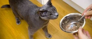 Också katten kan bli tjock