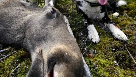 HÖG SIFFRA. I år beräknas det falla mer än 12.000 älgar  i Norrbotten. Får skogsägarna som de vill kan den siffran bli ännu större.