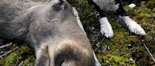 Ökad avskjutning av älg i länet