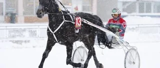 Trivs i Norrlandsluften
