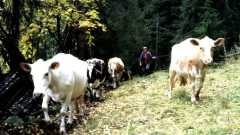 Yngsta systern Ebba getar fjällkor "oppa Lauta" intill "lavgranskogen", den skog där för övrigt enda fyndet av gråviolett tagellav påträffats i Arvidsjaurs kommun.