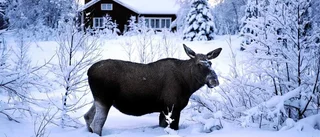 Förlängd jakt retar upp jägare