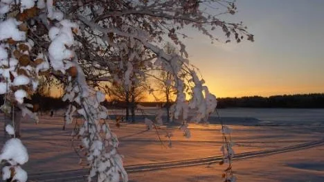 Novembersol i Munksundet med en björk som ännu ej avmognat i förgrunden.