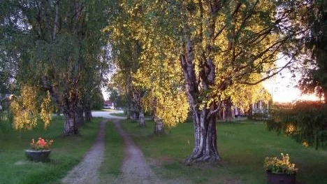 Midsommartid:  Solen går ner i nordväst vid 23-tiden. Ger guldskimmer i björkarna.