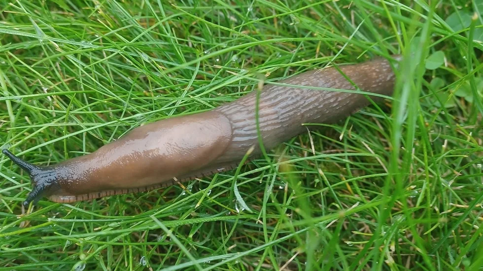 Här är snigeln som snabbt väckte misstankar. Nu är det bekräftat, det är en mördarsnigel. 