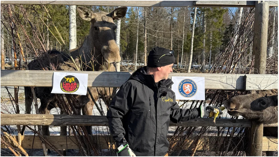 "Hon är uppvuxen i Luleå och har det i blodet", säger Thomas Dahlquist, ägare, om älgen Uddas stora hockeyintresse.