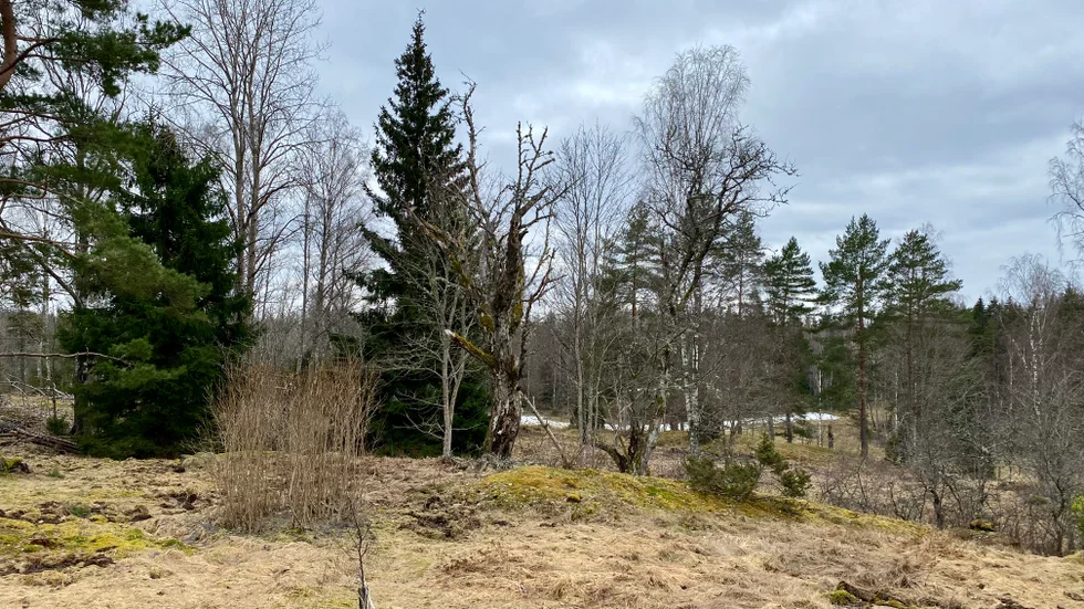 Här, bakom träden, vill RES etablera en vindkraftspark.