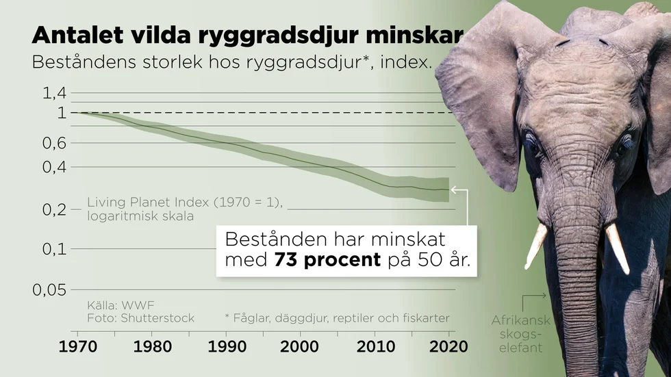 Storleken på ryggradsdjurens bestånd 1970–2020 enligt Living Planet Index.