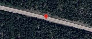 Älg på fel sida viltstängslet på E18