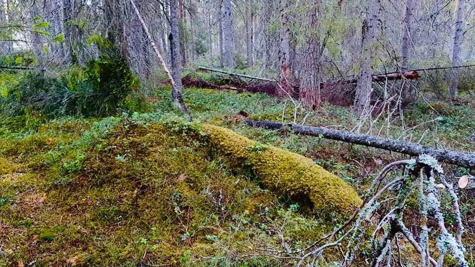 "Grav okunskap ligger till grund för att inte skydda området", skriver insändarskribenterna i en gemensam insändare.