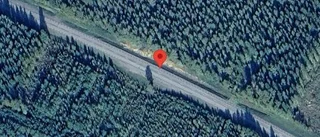 Varnar för älg på väg 95 strax utanför Skellefteå