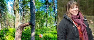 Klart – här är Östergötlands knasigaste träd 