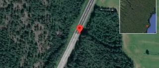 Hund på vägen på E4